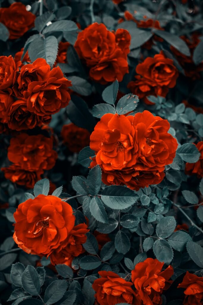 Red Roses